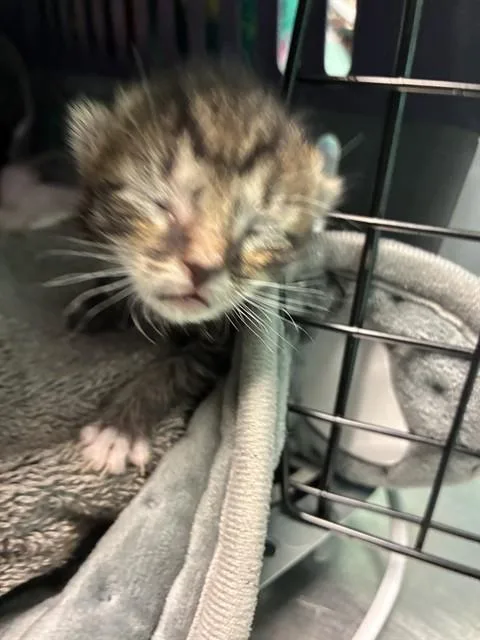 A baby small-sized female Domestic Short Hair cat named Magpie for adoption in Ocala, FL