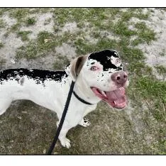 An adult medium-sized male White / Cream Mixed Breed dog named Lemon for adoption in Jacksonville, FL