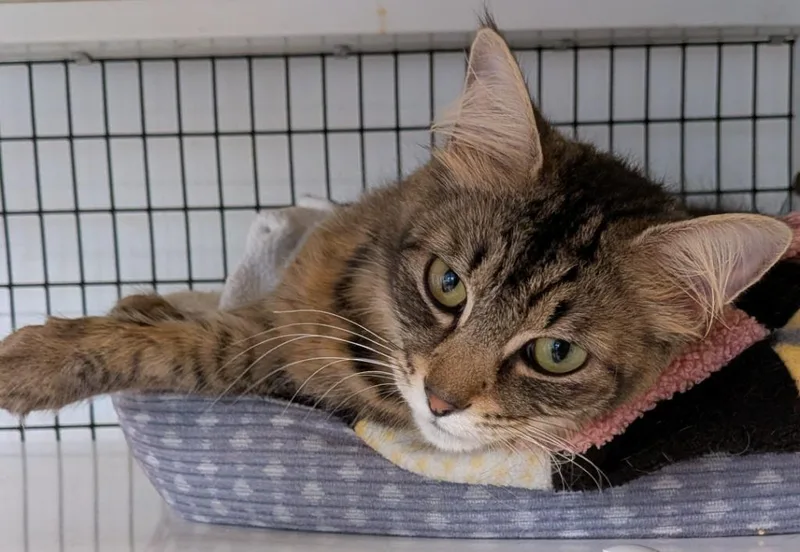 A baby medium-sized female Domestic Short Hair cat named Lilly for adoption in St. Augustine, FL