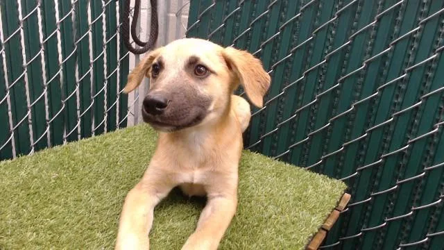 A baby medium-sized male Pit Bull Terrier dog named Brandon for adoption in Downey, CA