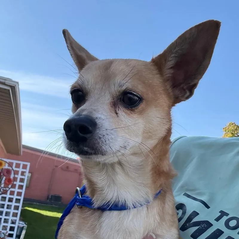 A senior small-sized male Yellow / Tan / Blond / Fawn Chihuahua dog named Sir Pistachio Longshanks for adoption in Hudson, IL