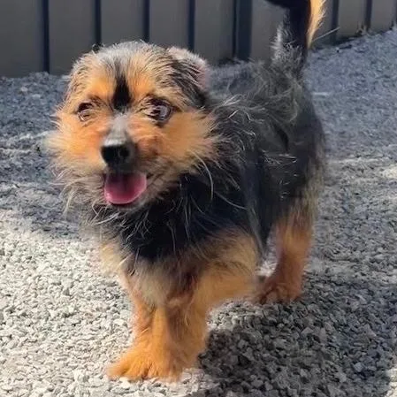 Watson