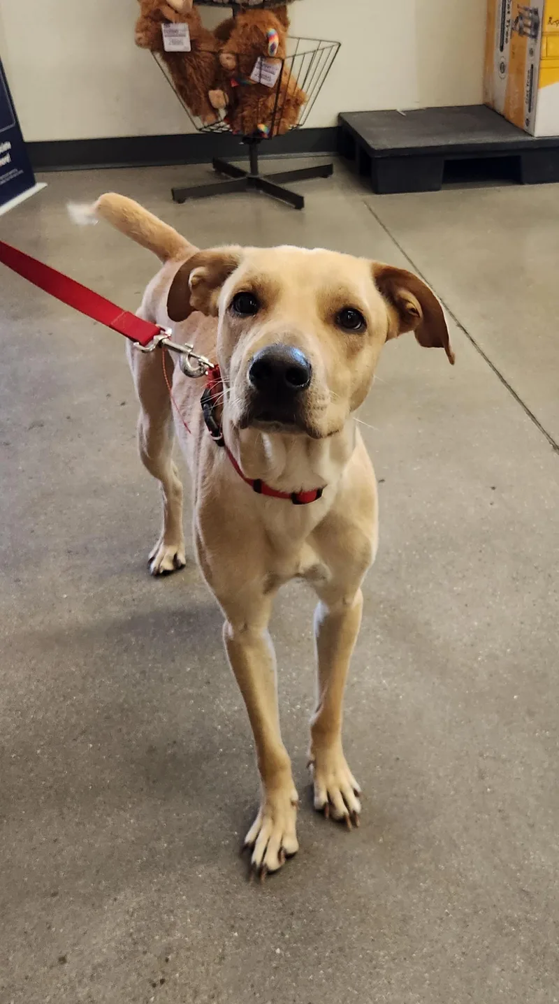 A young medium-sized male Yellow / Tan / Blond / Fawn Shepherd dog named Apolo for adoption in Las Vegas, NV