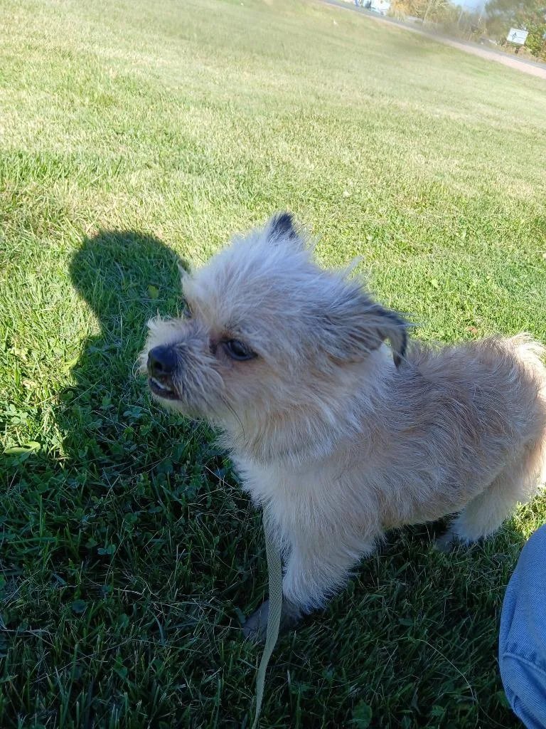 A young small-sized male Cairn Terrier dog named Chewie for adoption in Ladysmith, WI