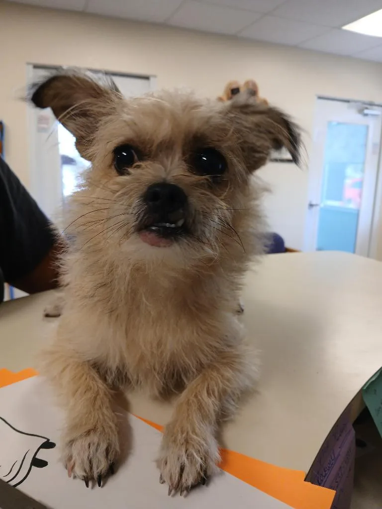 Chewie thumbnail 3
