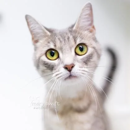 An adult medium-sized female Domestic Short Hair cat named Sage for adoption in Reisterstown, MD