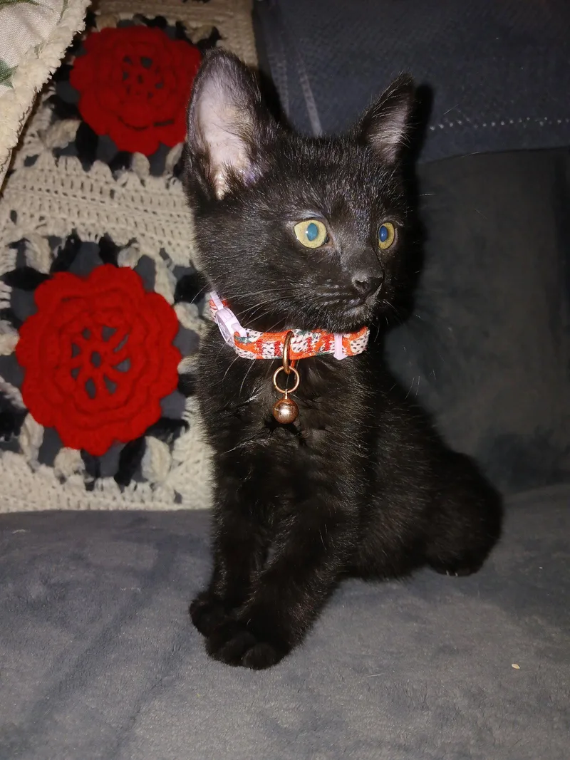 A young medium-sized male Domestic Short Hair cat named Ebony for adoption in Phoenix, AZ