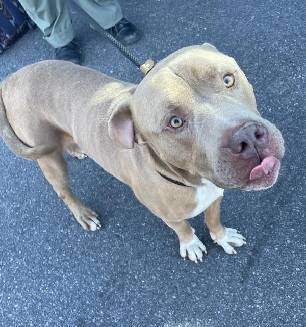 An adult large-sized male Mixed Breed dog named Bobble for adoption in Ridgewood, NY