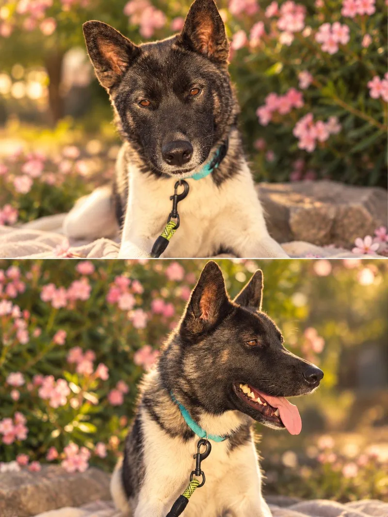 A young large-sized female Akita dog named Snow white for adoption in Lodi, CA