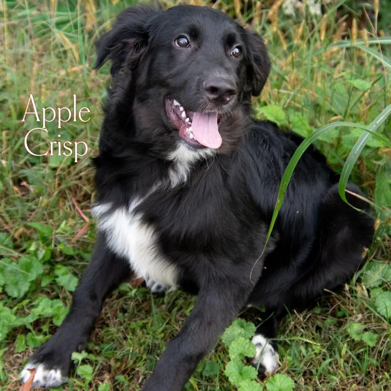 A baby medium-sized male Black Labrador Retriever dog named Apple Crisp for adoption in Parkersburg, WV
