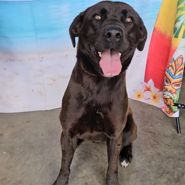 An adult large-sized male Labrador Retriever dog named Rex for adoption in Wylie, TX
