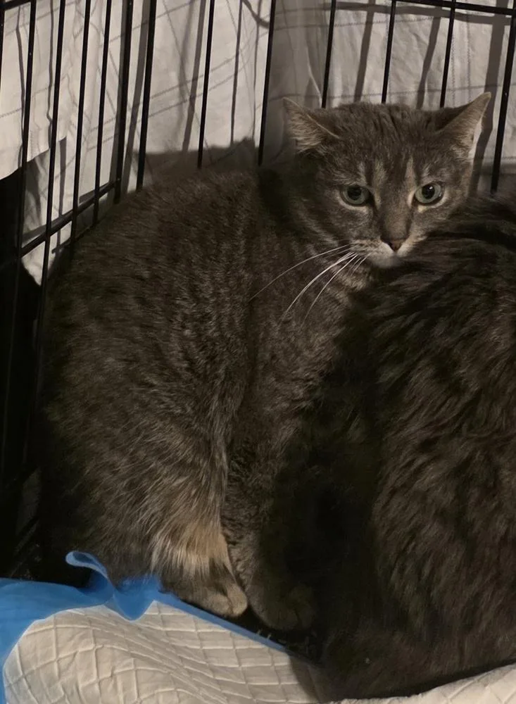 An adult medium-sized female Gray / Blue / Silver Domestic Short Hair cat named Blue for adoption in Elyria, OH
