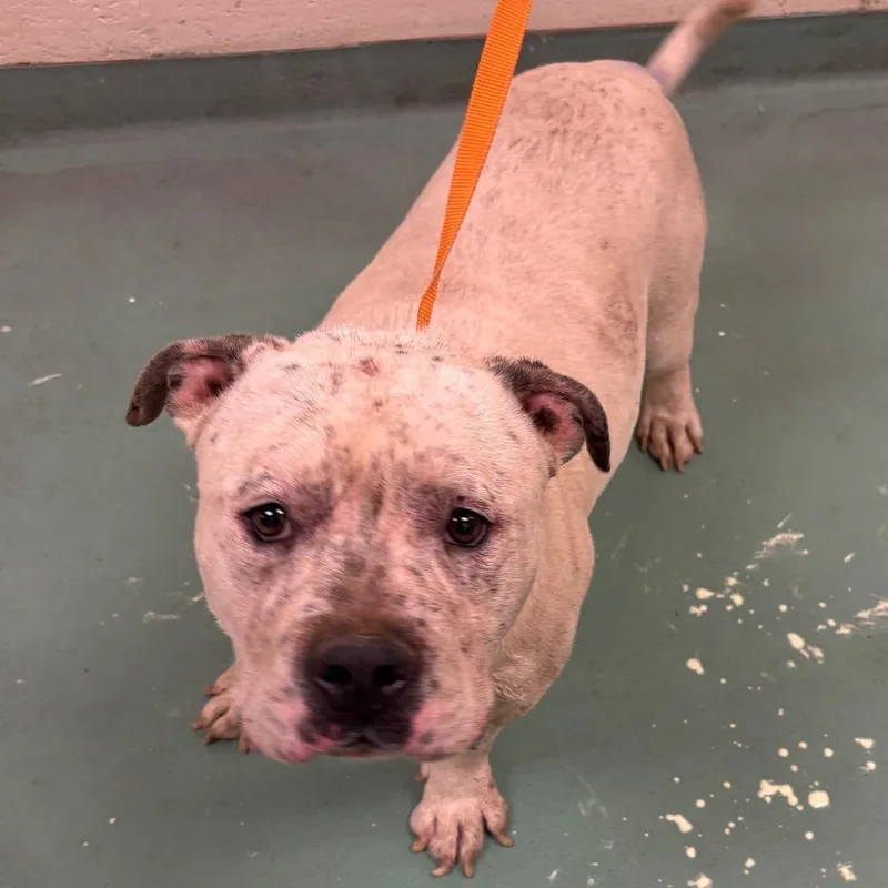 An adult medium-sized male White / Cream Mixed Breed dog named Big Boy for adoption in Memphis, TN