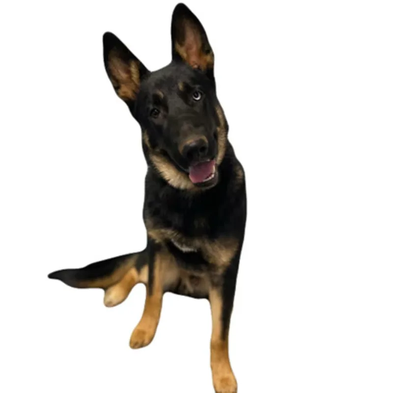 An adult medium-sized male German Shepherd Dog dog named Atlantis for adoption in Red Bluff, CA