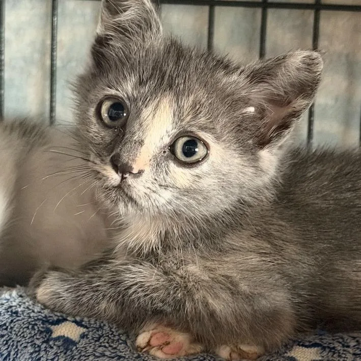 A baby small-sized female Tortoiseshell Domestic Short Hair cat named Ash for adoption in Long Beach, CA