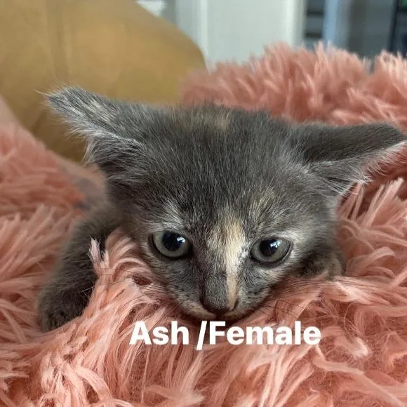 Ash thumbnail 3