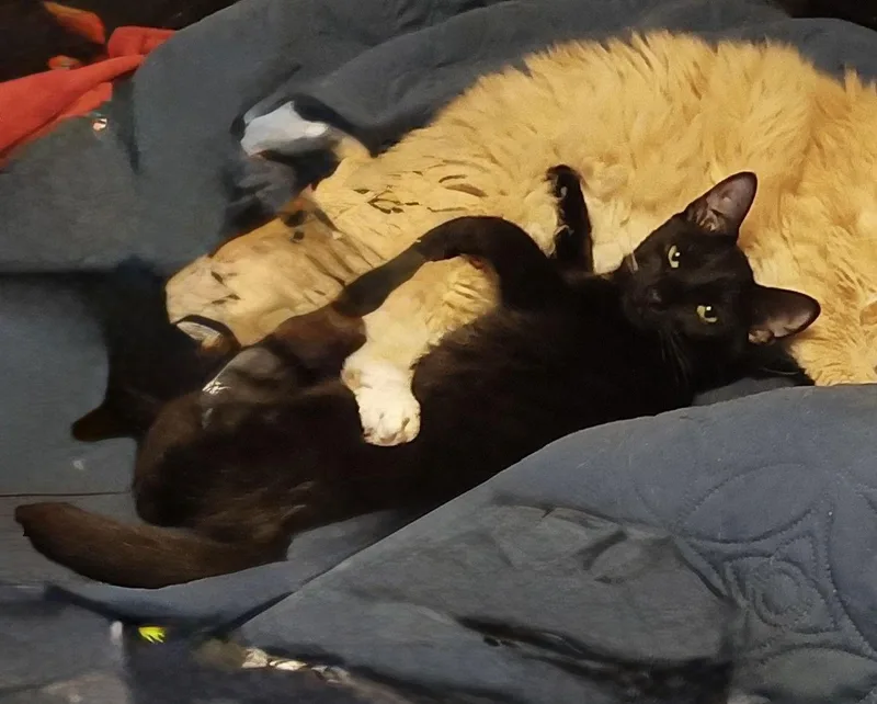 Chevrolet thumbnail 2