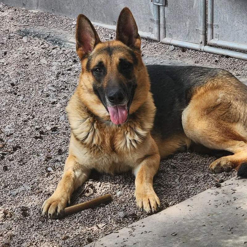 An adult large-sized male Black German Shepherd Dog dog named Klaus for adoption in New Ringgold, PA