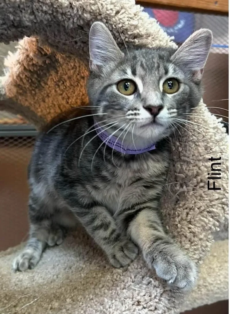 A baby small-sized male Tabby (Gray / Blue / Silver) Domestic Short Hair cat named Flint for adoption in Herculaneum, MO