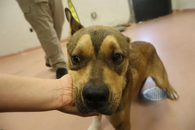 A young large-sized male Mixed Breed dog named Rufus for adoption in Columbia, SC