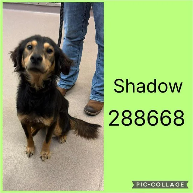 A young medium-sized male Mixed Breed dog named Shadow for adoption in Macon, GA