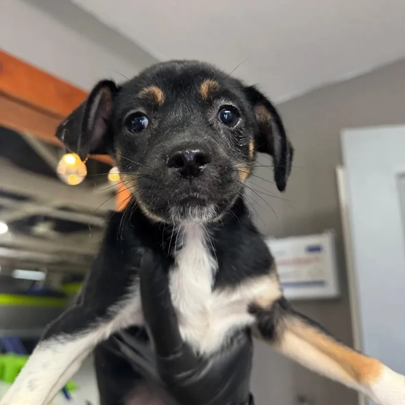 A baby small-sized male Yellow / Tan / Blond / Fawn Pug dog named Chuck for adoption in Tacoma, WA