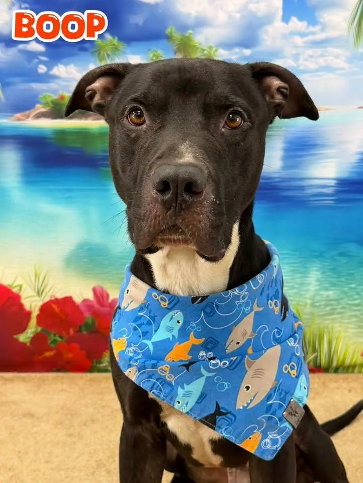 An adult large-sized male Black Mixed Breed dog named Boop for adoption in Flint, MI