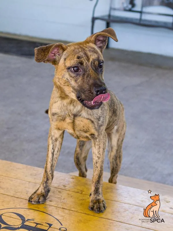 A young medium-sized male Pit Bull Terrier dog named Pabst for adoption in Roanoke, VA