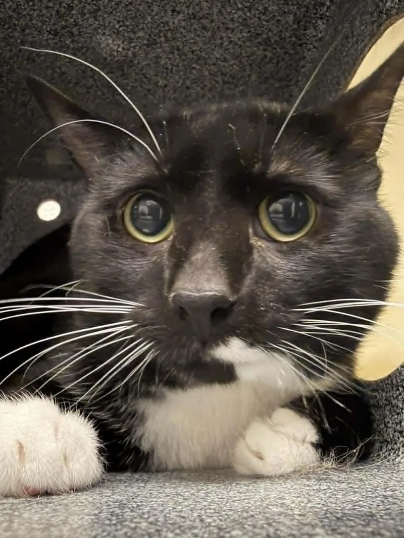 An adult medium-sized male Black Domestic Short Hair cat named Nox for adoption in Fruit Heights, UT