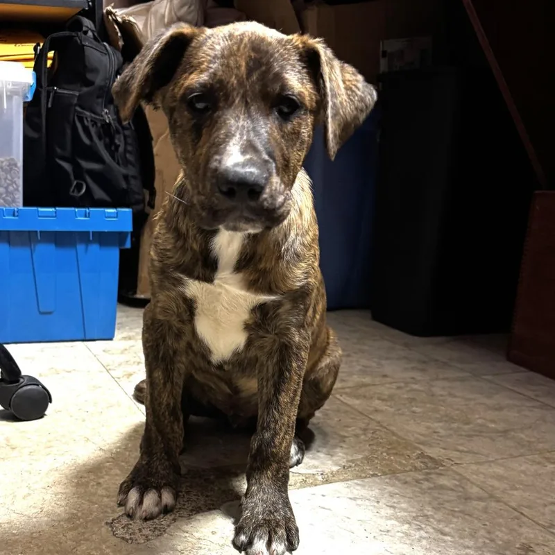 Ny Leonardo Avail Apr thumbnail 2