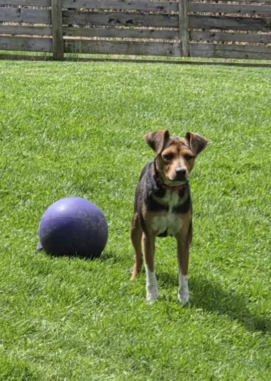 A young small-sized female Tricolor (Brown, Black, & White) Jack Russell Terrier dog named Charly for adoption in Brookville, PA
