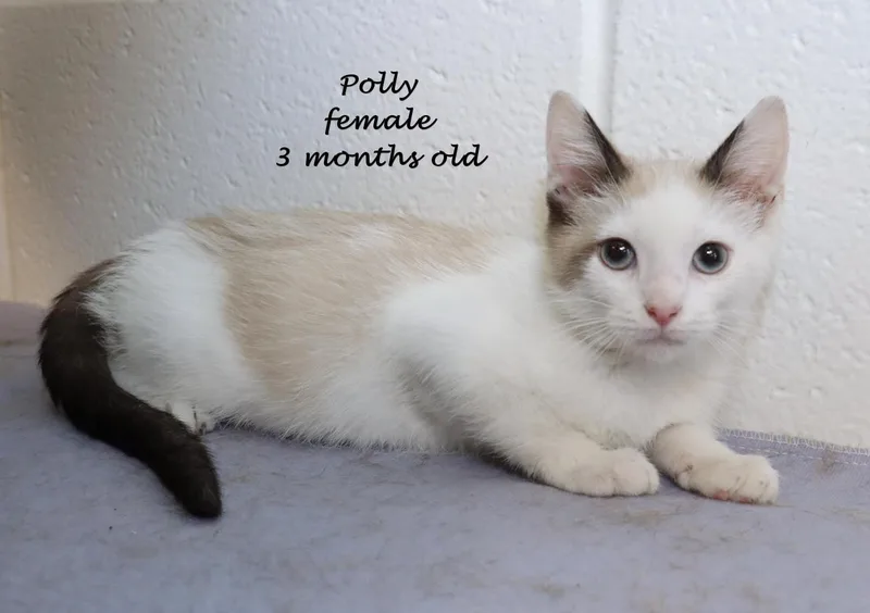 Polly thumbnail 4