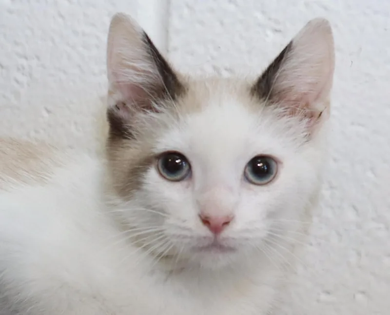 Polly thumbnail 5