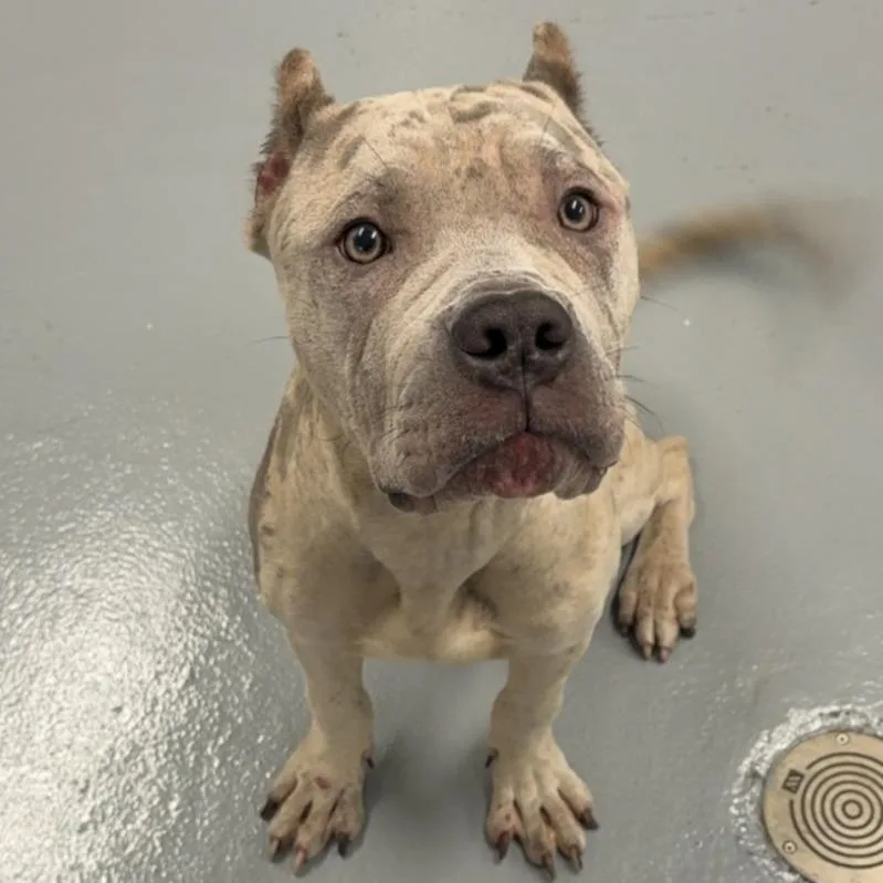 A young large-sized male Gray / Blue / Silver Mixed Breed dog named Ducky for adoption in Allentown, PA