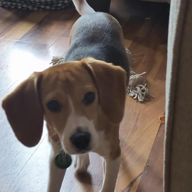 A young small-sized female Black Beagle dog named Crab Dip for adoption in Northbrook, IL