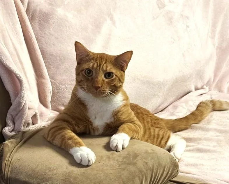 A young medium-sized male Orange & White Domestic Short Hair cat named Jon for adoption in Brooklyn, NY