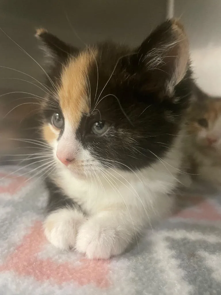 A baby small-sized female Domestic Short Hair cat named Tia for adoption in Blountville, TN