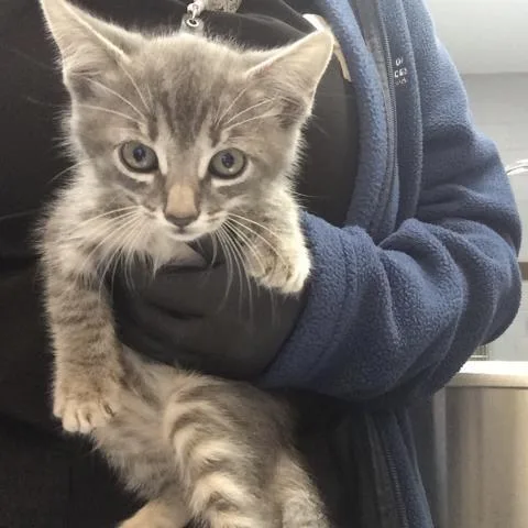 A baby small-sized female Domestic Short Hair cat named Minnie Mouse for adoption in Thousand Palms, CA