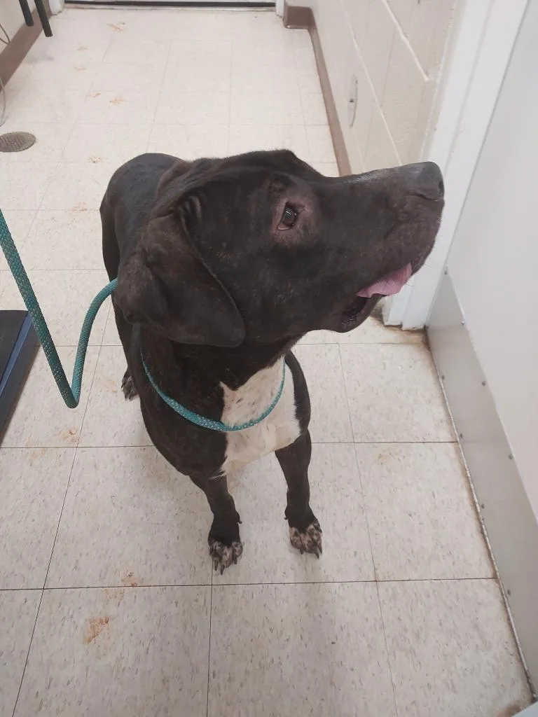 An adult medium-sized male Terrier dog named Duke for adoption in Mocksville, NC