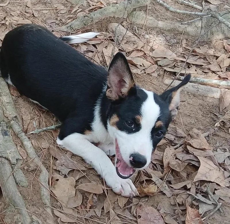A baby small-sized male Mixed Breed dog named Breaker for adoption in Long Island City, NY
