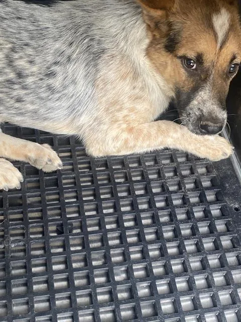 An adult small-sized female Mixed Breed dog named Sky for adoption in Dallas, TX