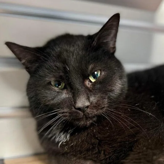 An adult medium-sized male Black Domestic Short Hair cat named Mr. Beans for adoption in New Philadelphia, OH