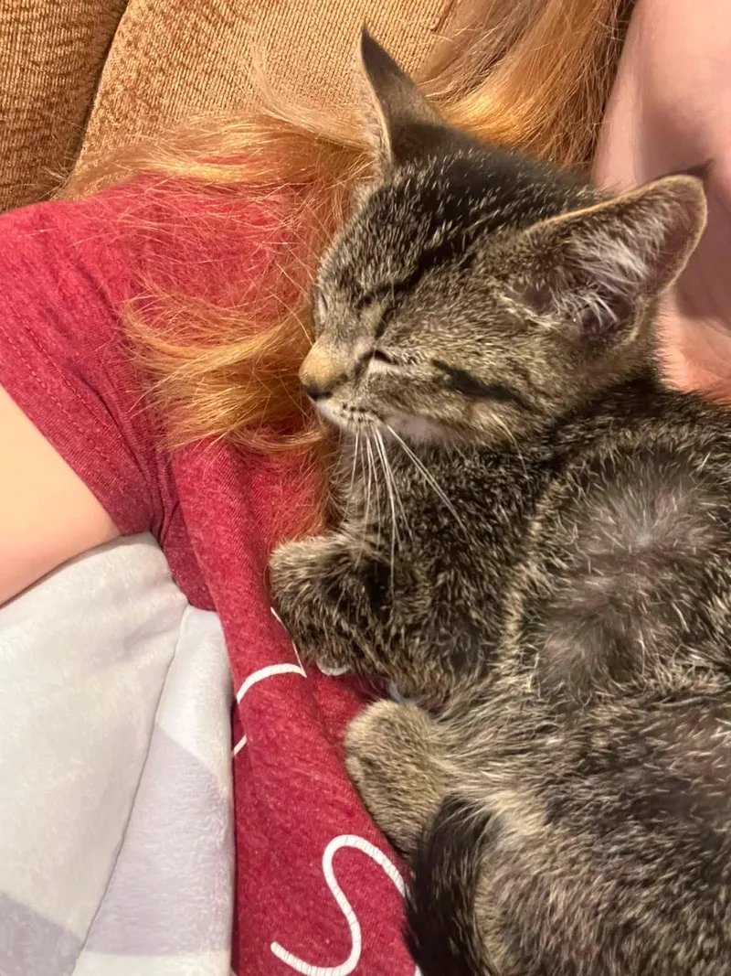A baby small-sized male Tabby (Brown / Chocolate) Domestic Short Hair cat named Babe Ruth for adoption in Saint Charles, MO