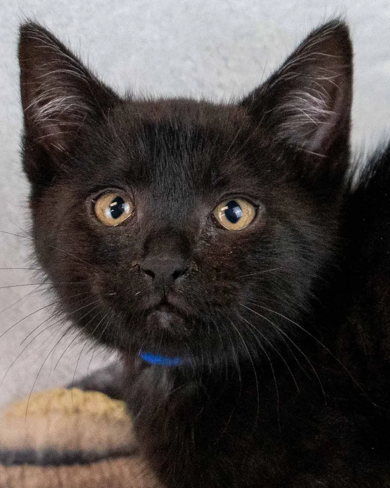 A baby medium-sized female Domestic Short Hair cat named Bruin for adoption in Kennesaw, GA