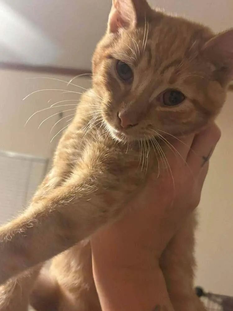 Notebook thumbnail 2