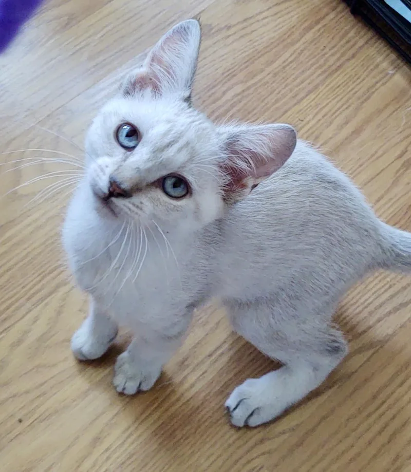 A baby small-sized male Siamese cat named Bunny Vonwhiskers for adoption in Chandler, AZ