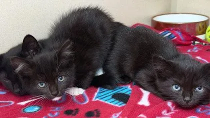 A baby medium-sized female Domestic Short Hair cat named Quatro for adoption in Sacramento, CA