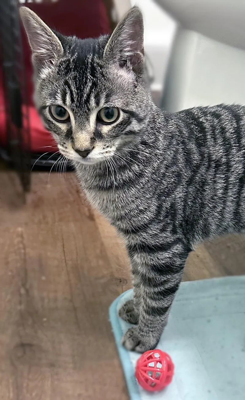 A baby medium-sized male Tabby (Gray / Blue / Silver) Domestic Short Hair cat named Bentley for adoption in Smithfield, NC