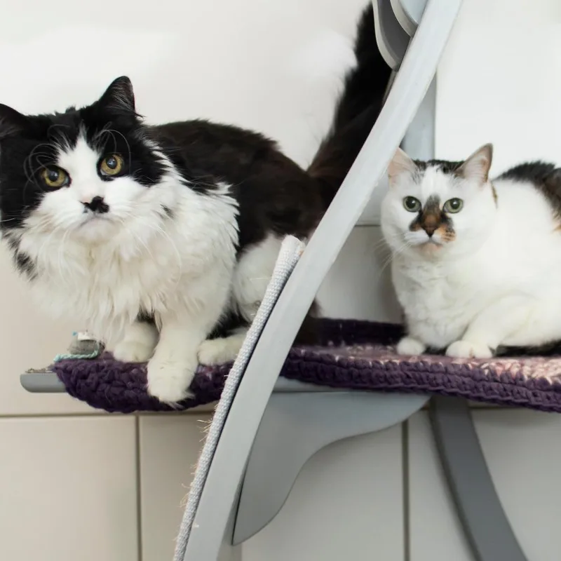 A senior medium-sized female Black Domestic Long Hair cat named Wynken for adoption in Middletown, RI