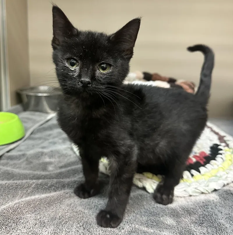 A baby small-sized male Domestic Short Hair cat named Kuro for adoption in Elko, NV